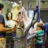 Basic Physical Exam on a Horse